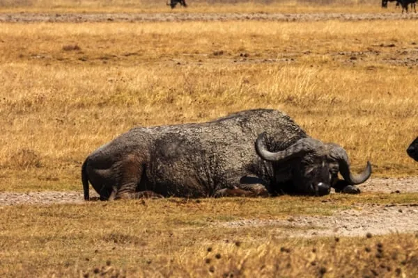Trips Ngorongoro Crater7