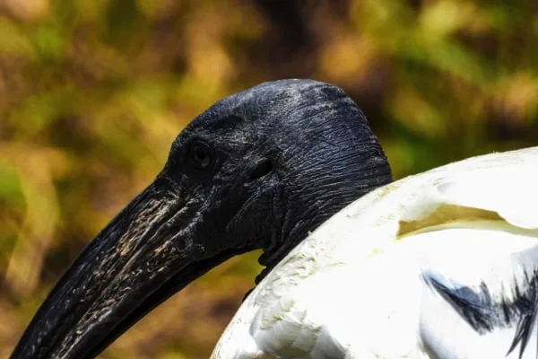 Trips Ngorongoro Crater8
