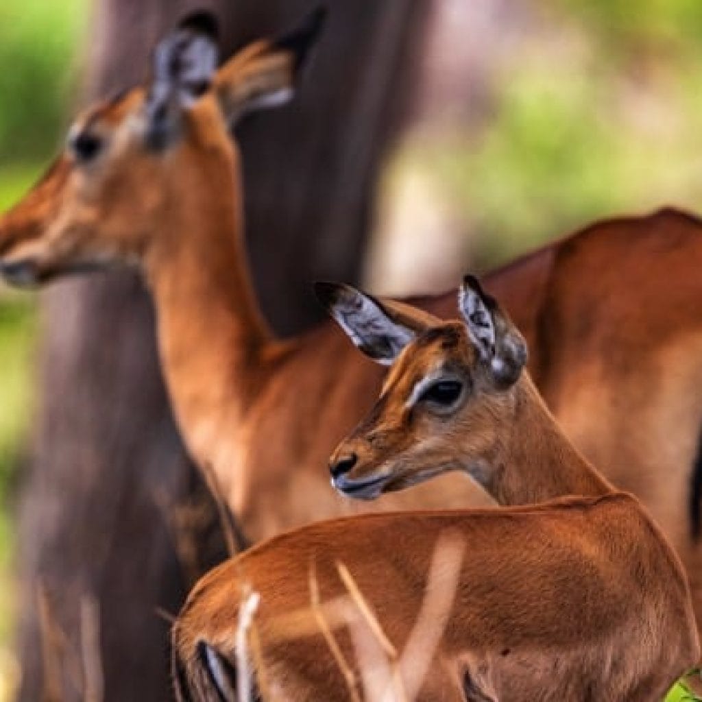 Trips Tarangire National Park