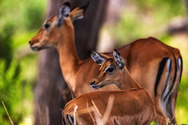 Trips Tarangire National Park