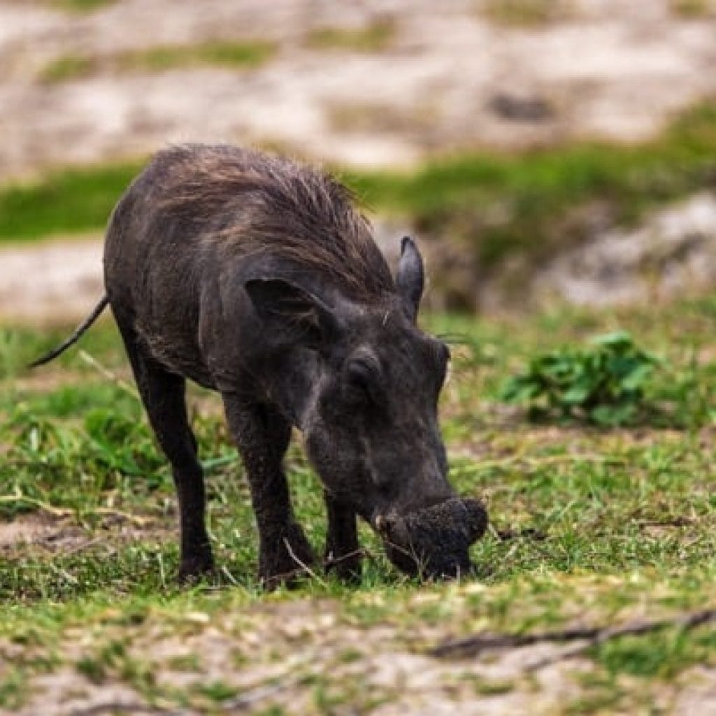 Trips Tarangire National Park1