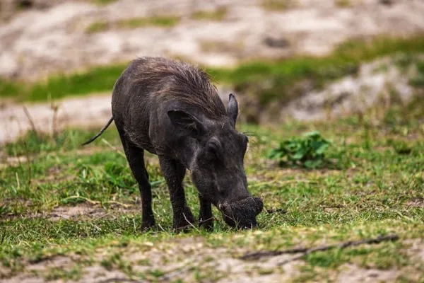 Trips Tarangire National Park1
