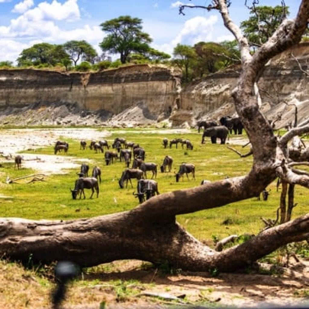 Trips Tarangire National Park2