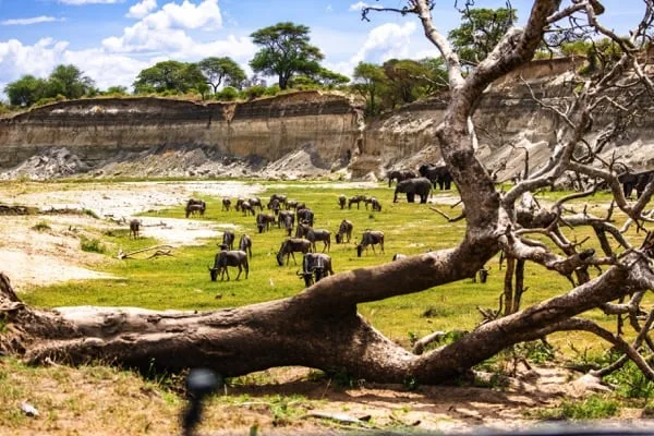 Trips Tarangire National Park2
