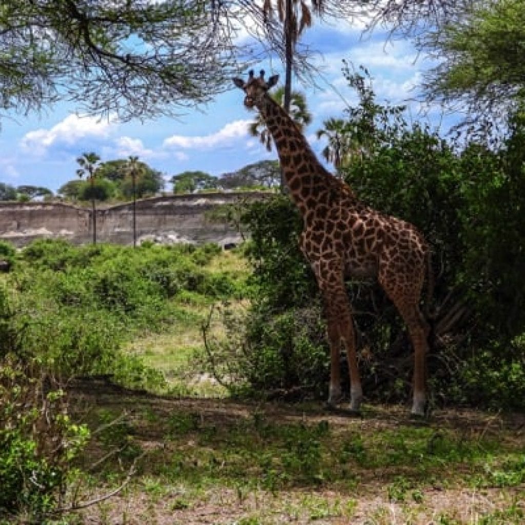 Trips Tarangire National Park4