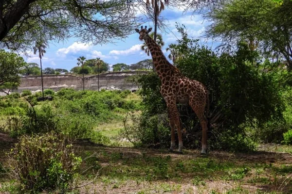 Trips Tarangire National Park4