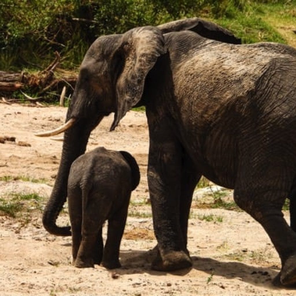 Trips Tarangire National Park5