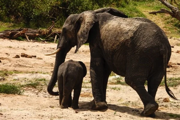 Trips Tarangire National Park5