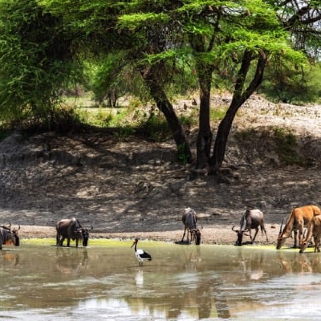 Trips Tarangire National Park6