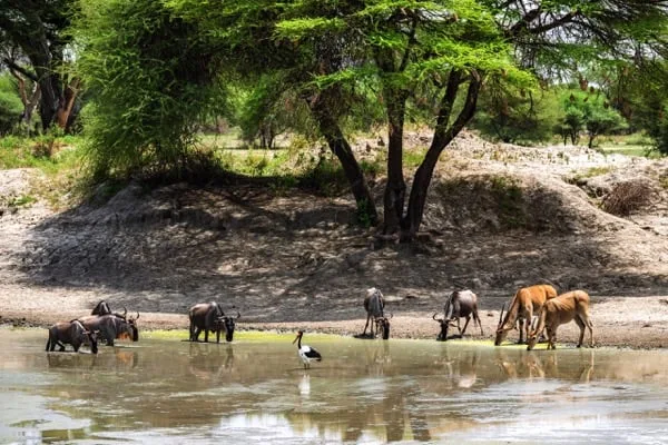 Trips Tarangire National Park6