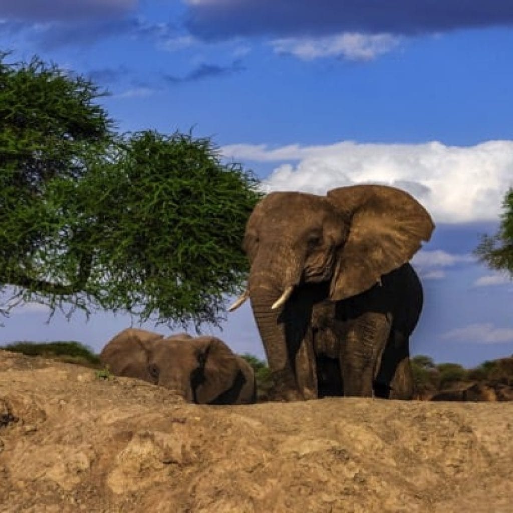 Trips Tarangire National Park9
