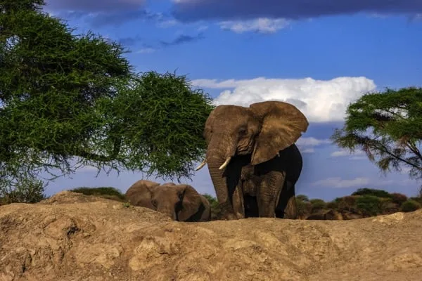 Trips Tarangire National Park9