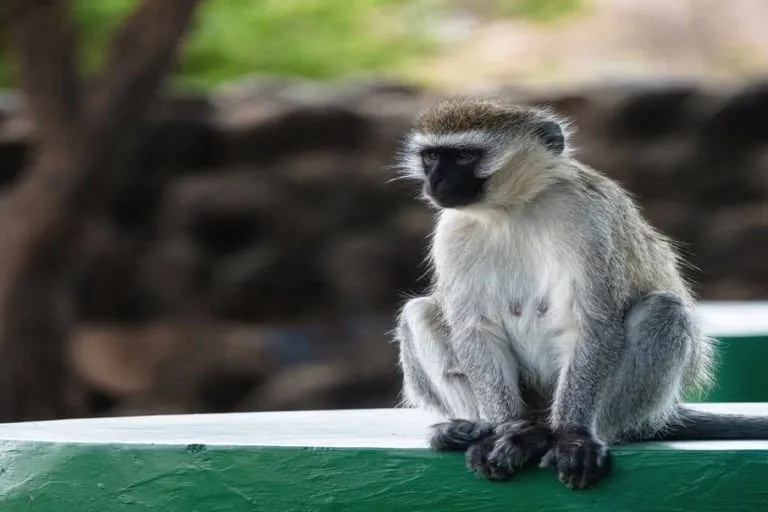 Velvet Monkey