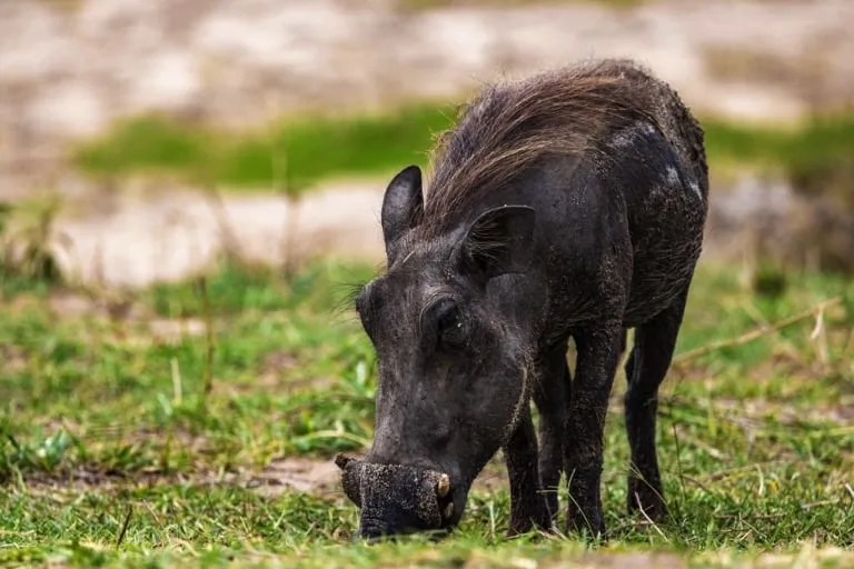 Warthog