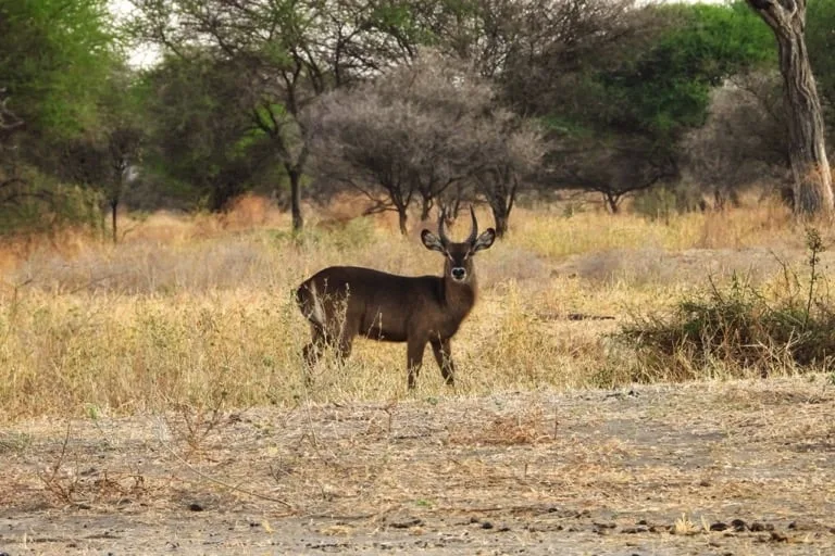 Waterbuck