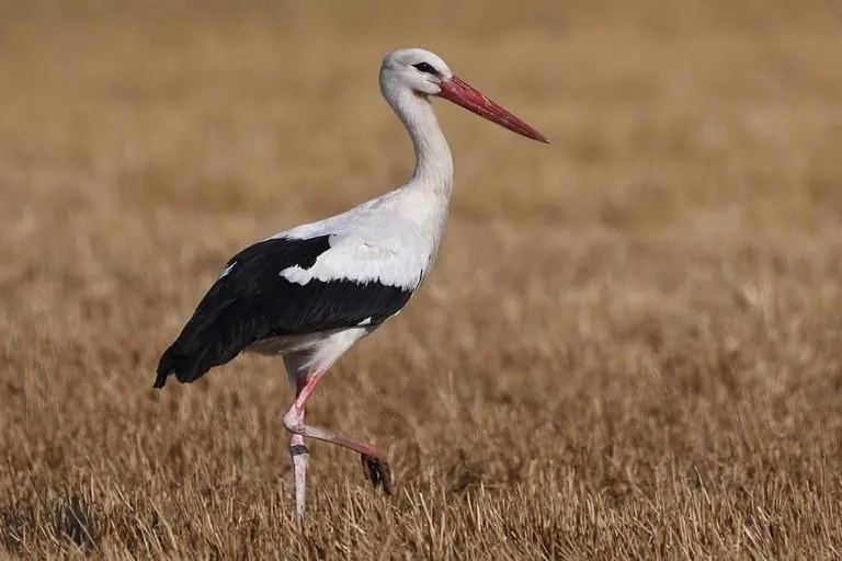 White Stork