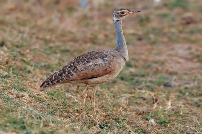 White bellied Bustard
