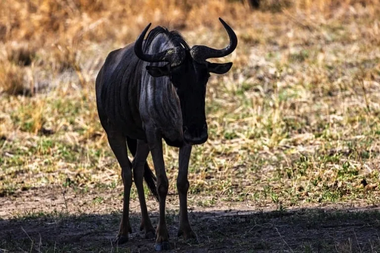 Wildebeest