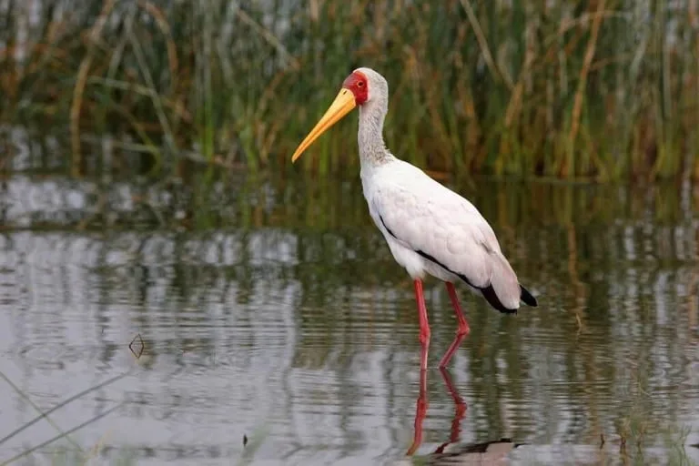 Yellow billed Stork