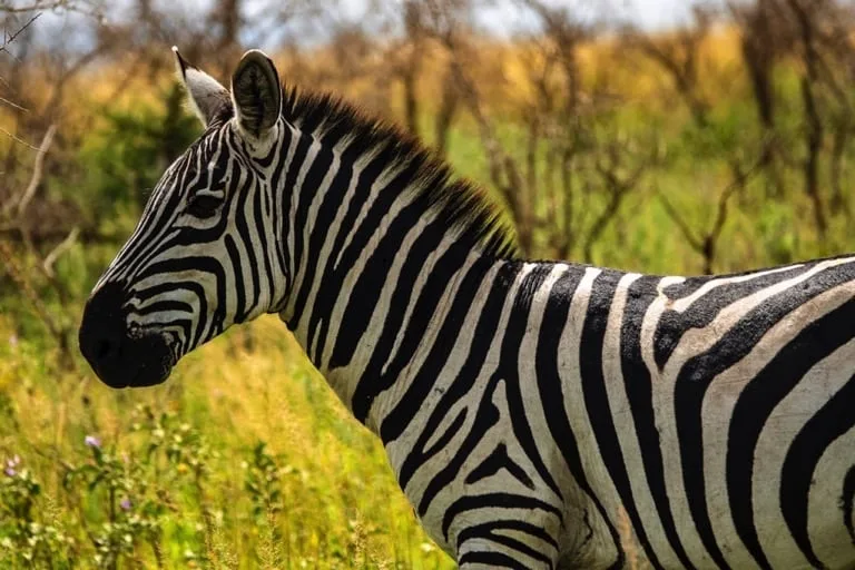 Zebra