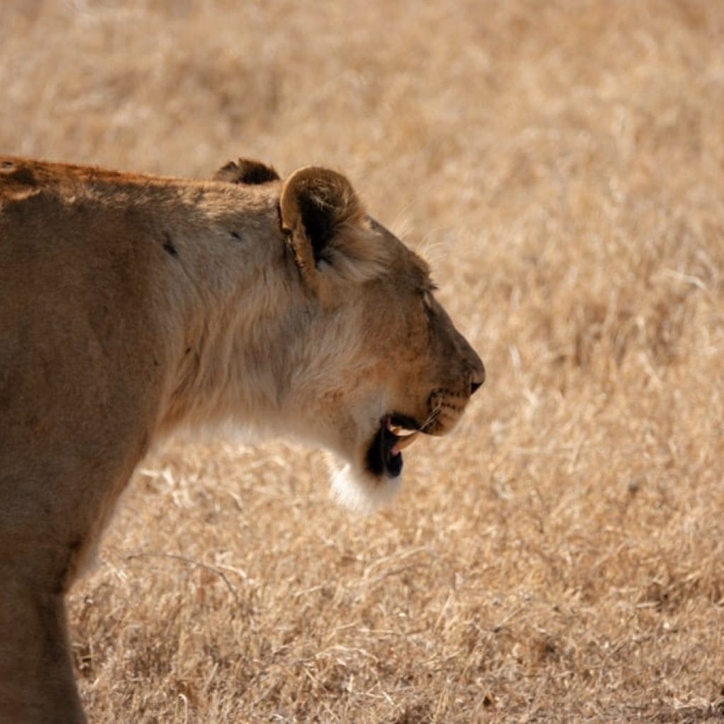 10 Days   Fly in Drive out Serengeti & Crater + Zanzibar