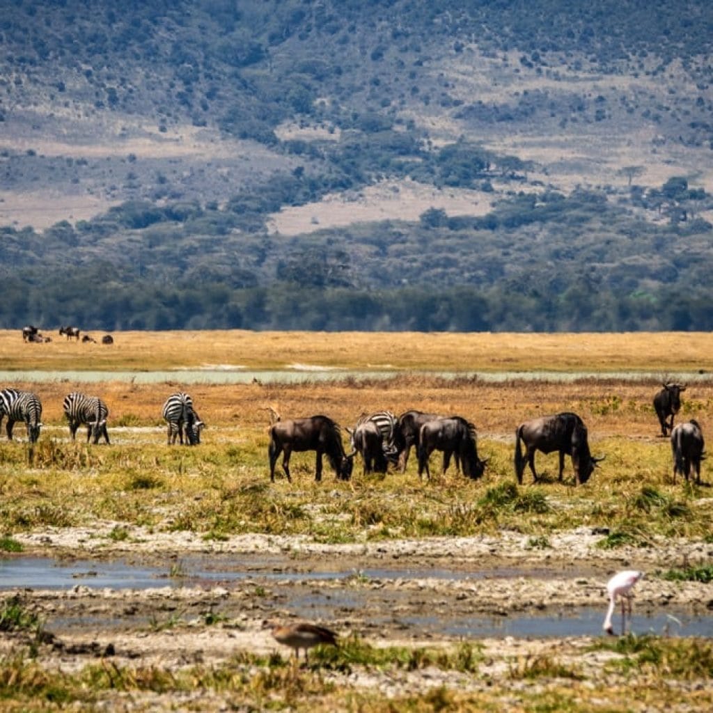 10 Days   Fly in Drive out Serengeti & Crater + Zanzibar