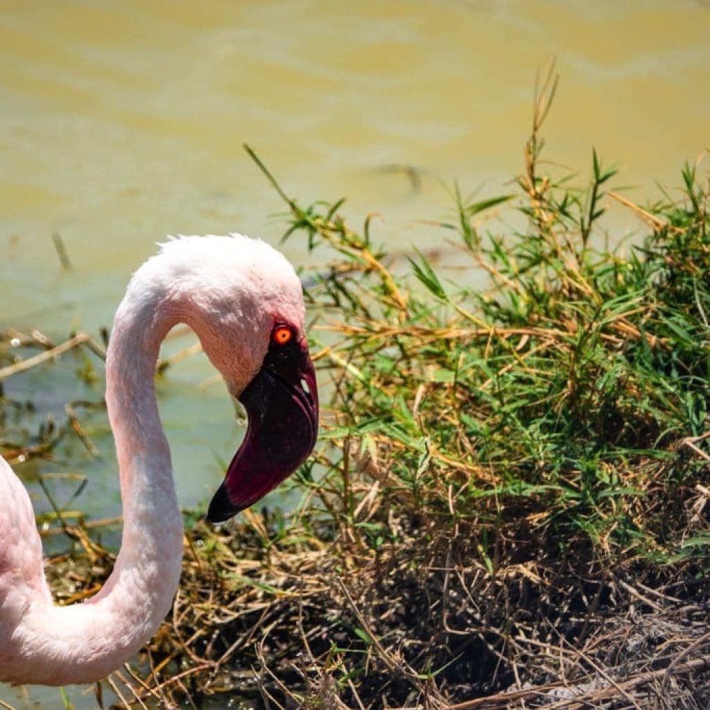 10 Days   Fly in Drive out Serengeti & Crater + Zanzibar