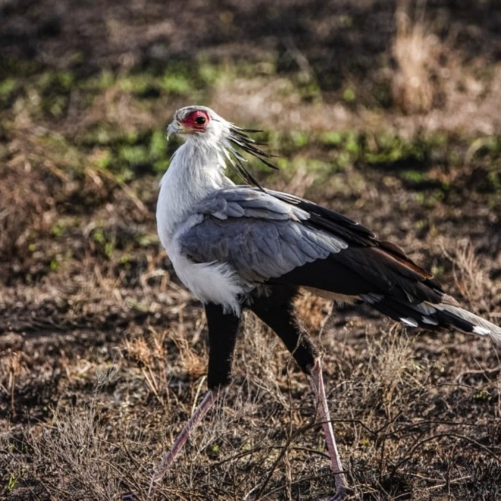 10 Days   Fly in Drive out Serengeti & Crater + Zanzibar