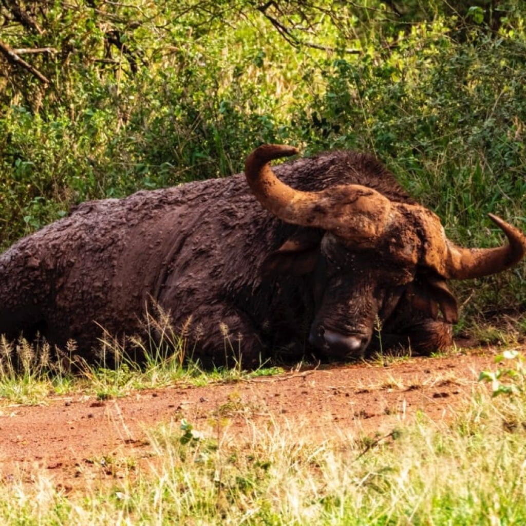 10 Days   Fly in Drive out Serengeti & Crater + Zanzibar
