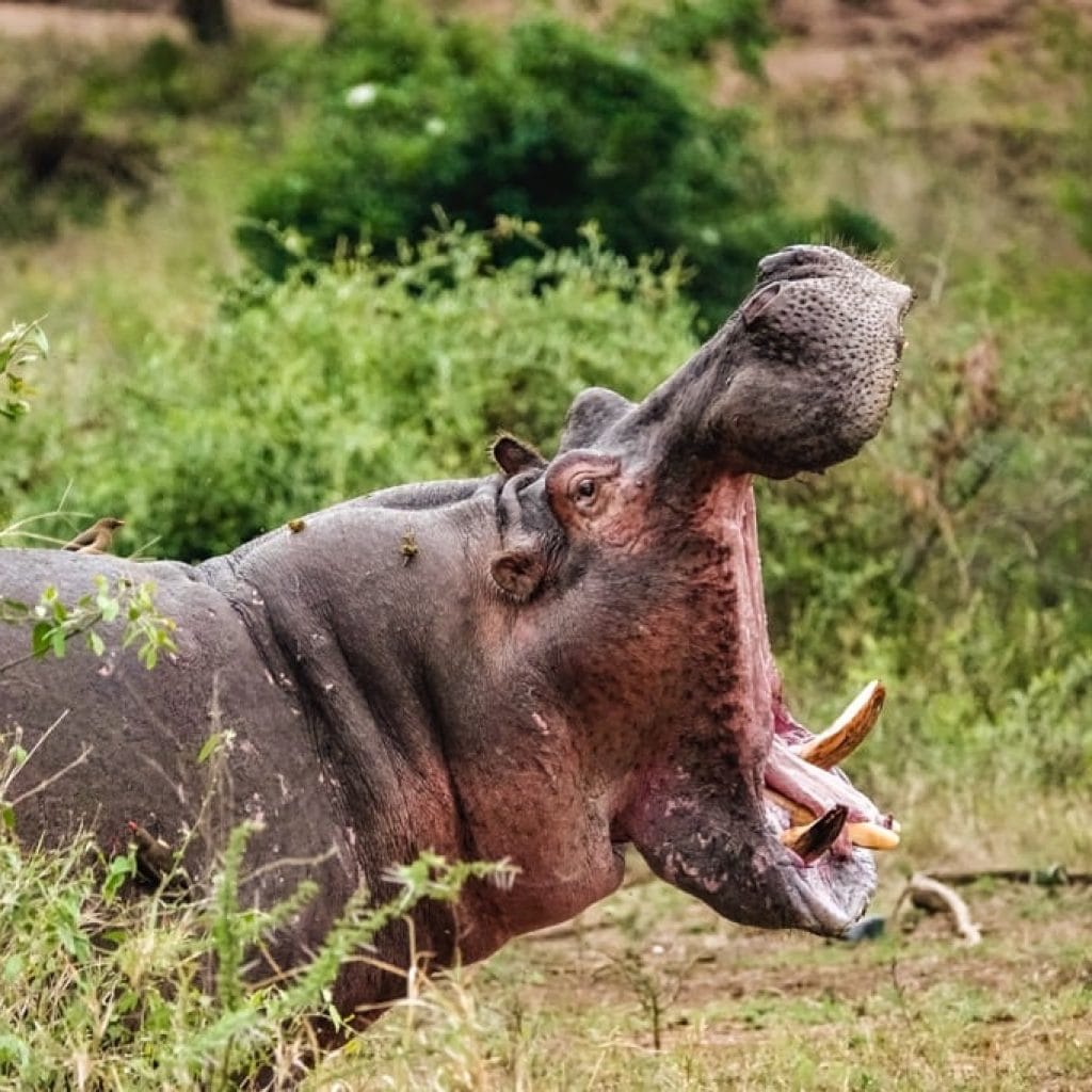 10 Days   Fly in Drive out Serengeti & Crater + Zanzibar