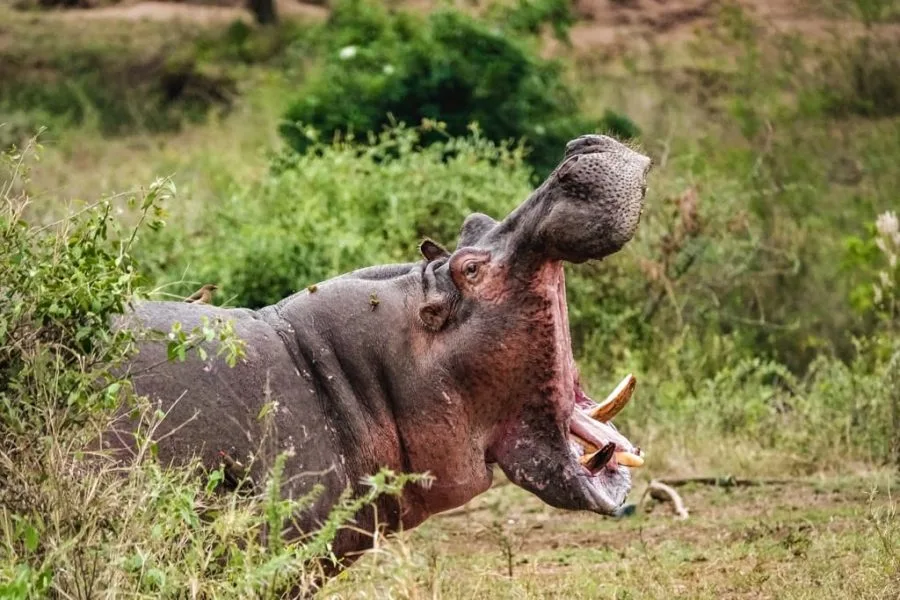 10 Days   Fly in Drive out Serengeti & Crater + Zanzibar