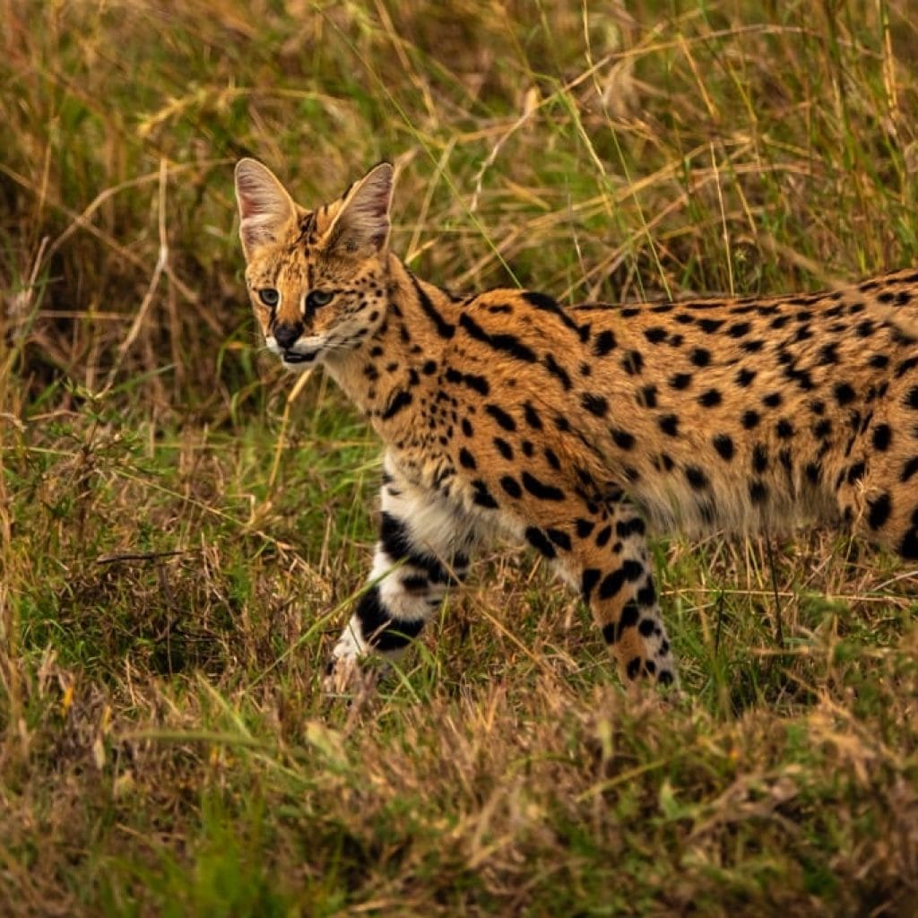 10 Days   Fly in Drive out Serengeti & Crater + Zanzibar