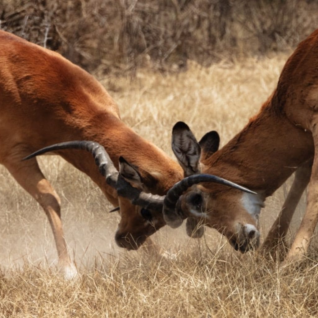 12 Days   Drive in Fly out Migration Safari & Crater + Zanzibar