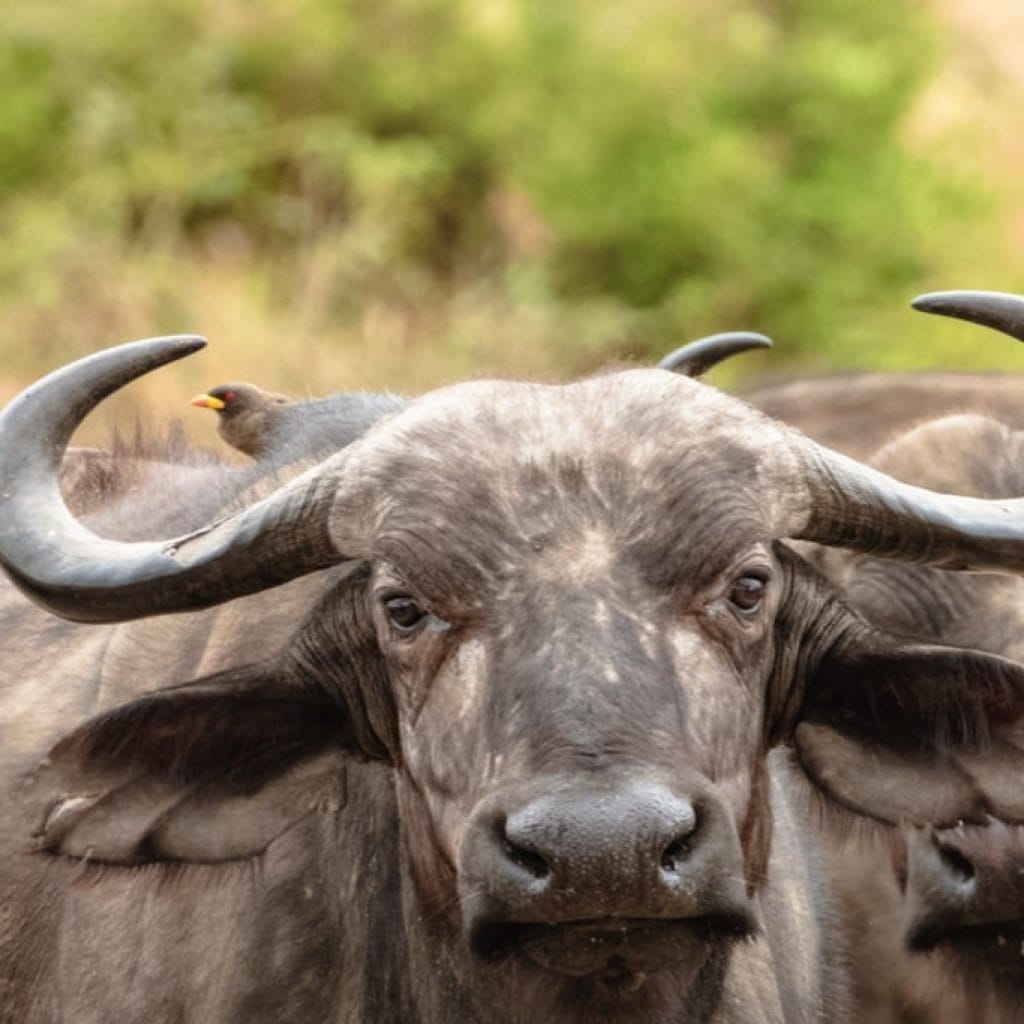 12 Days   Drive in Fly out Migration Safari & Crater + Zanzibar