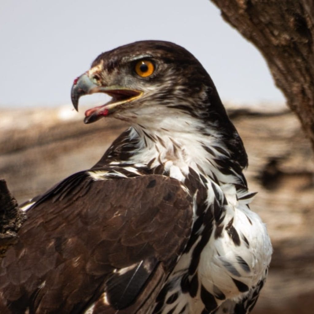 12 Days   Drive in Fly out Migration Safari & Crater + Zanzibar