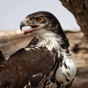 12 Days – Drive in Fly out Migration Safari & Crater + Zanzibar