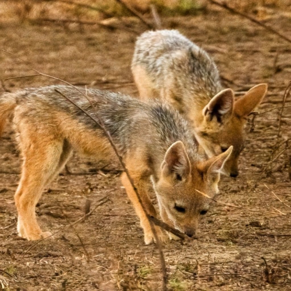 12 Days   Drive in Fly out Migration Safari & Crater + Zanzibar