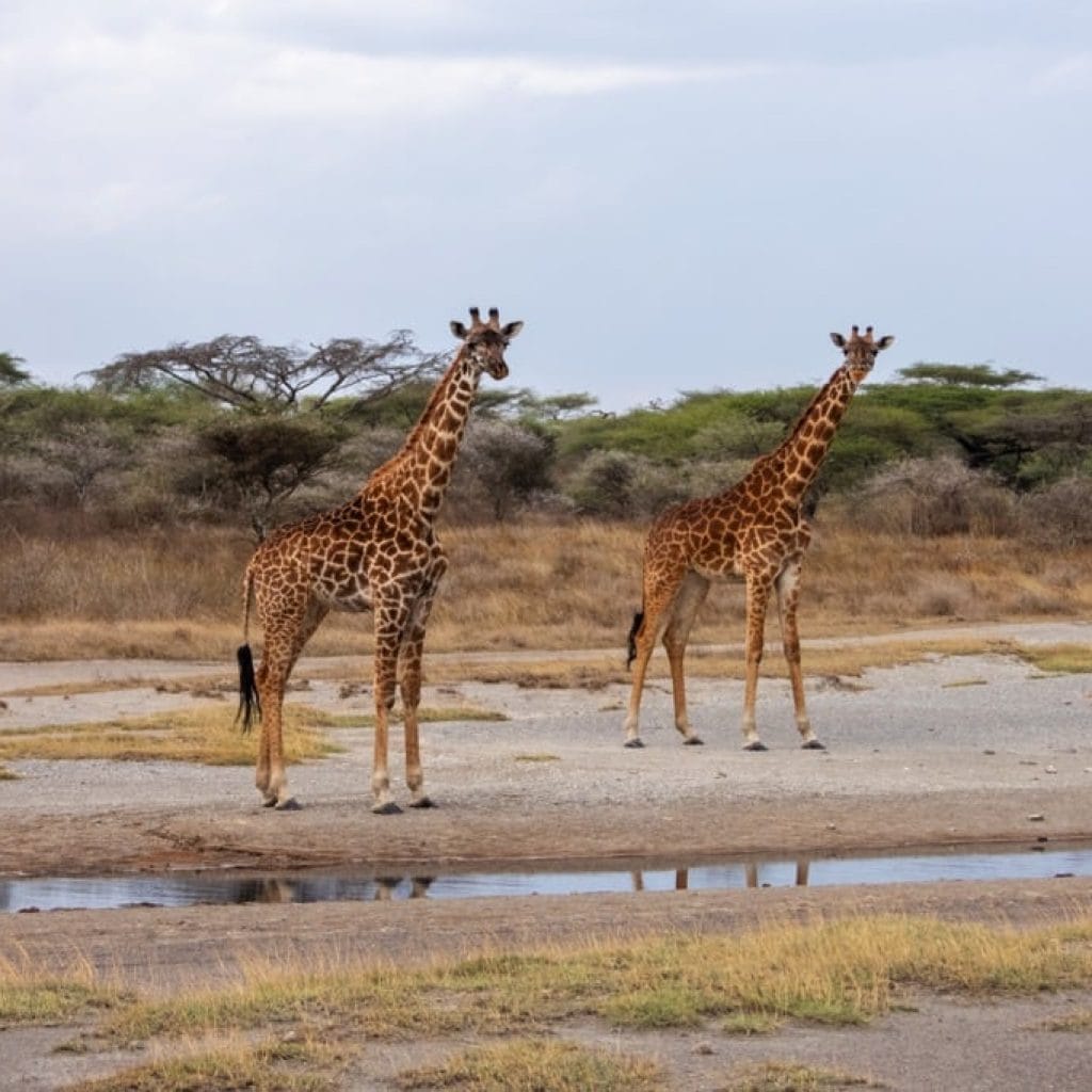12 Days   Drive in Fly out Migration Safari & Crater + Zanzibar