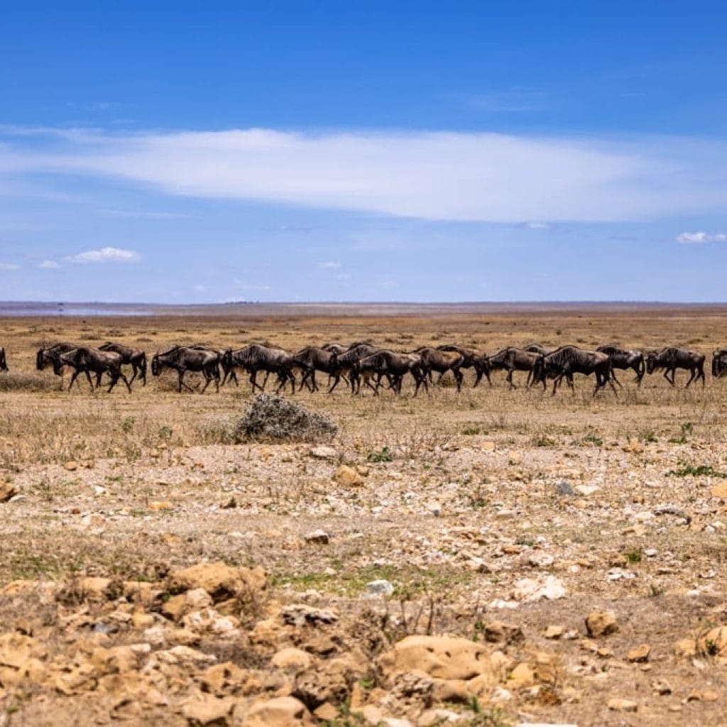 12 Days   Drive in Fly out Migration Safari & Crater + Zanzibar
