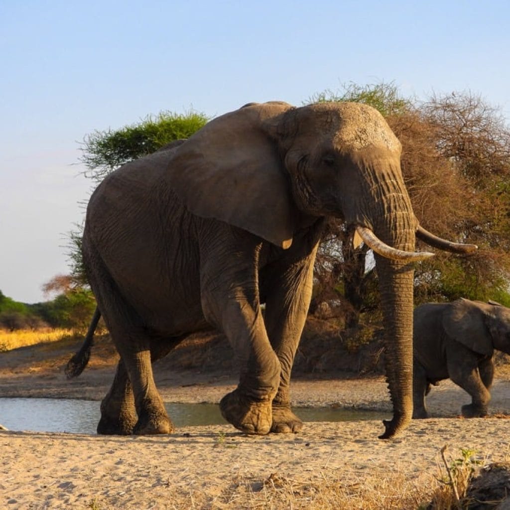 12 Days   Drive in Fly out Migration Safari & Crater + Zanzibar