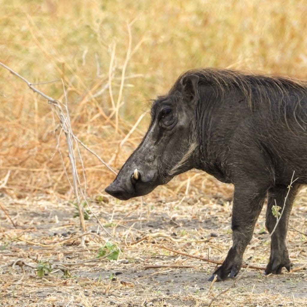 12 Days   Drive in Fly out Migration Safari & Crater + Zanzibar