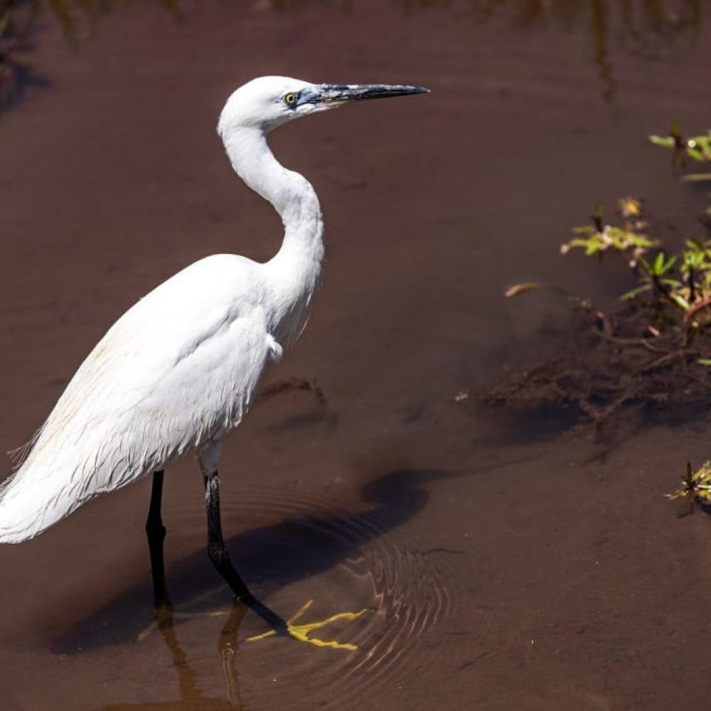 14 Days   Fly in Fly out North Parks Safari + Zanzibar