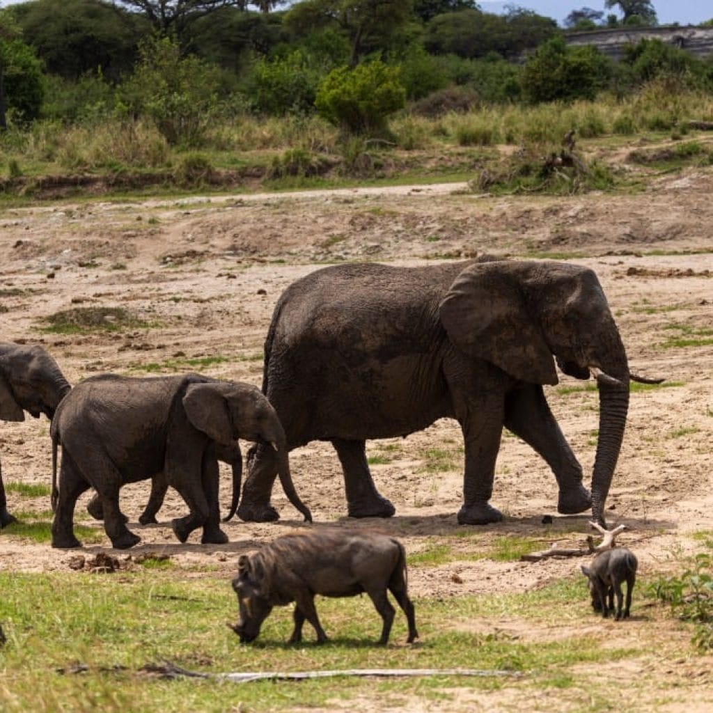 14 Days   Fly in Fly out North Parks Safari + Zanzibar