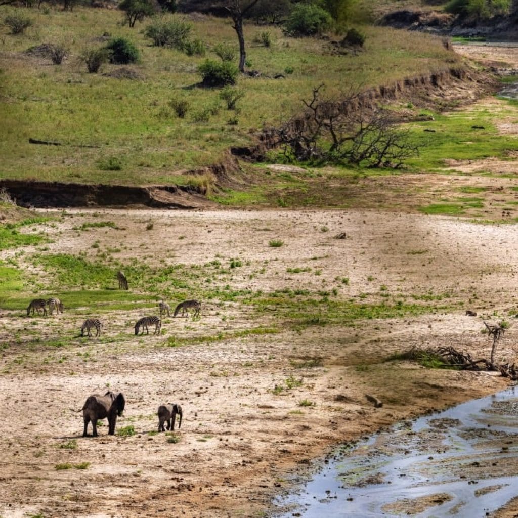 14 Days   Fly in Fly out North Parks Safari + Zanzibar