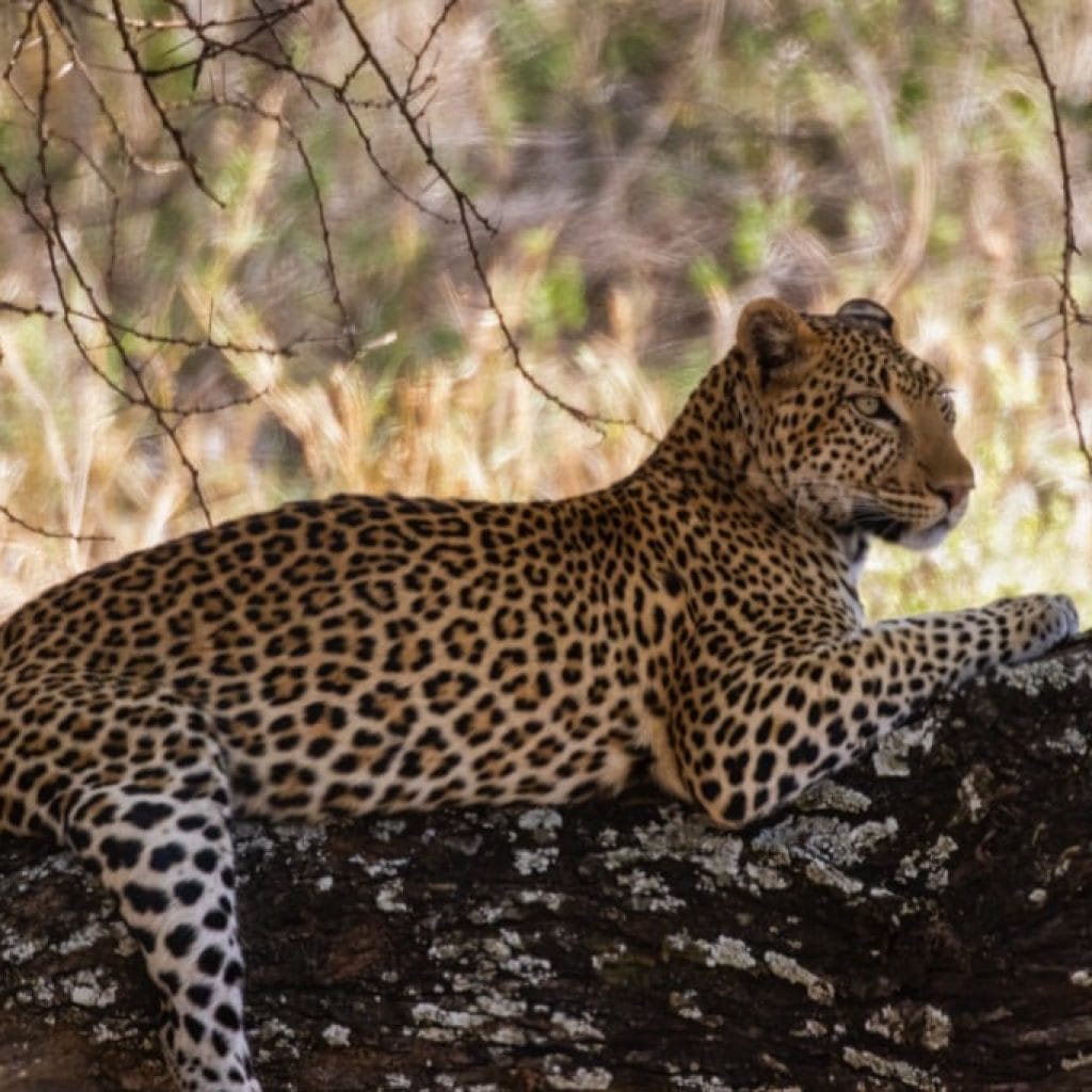 14 Days   Fly in Fly out North Parks Safari + Zanzibar