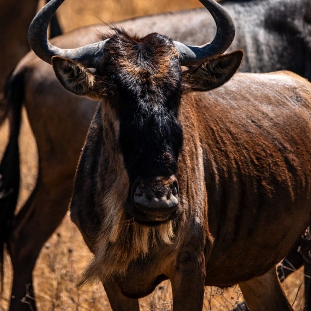 14 Days   Fly in Fly out North Parks Safari + Zanzibar