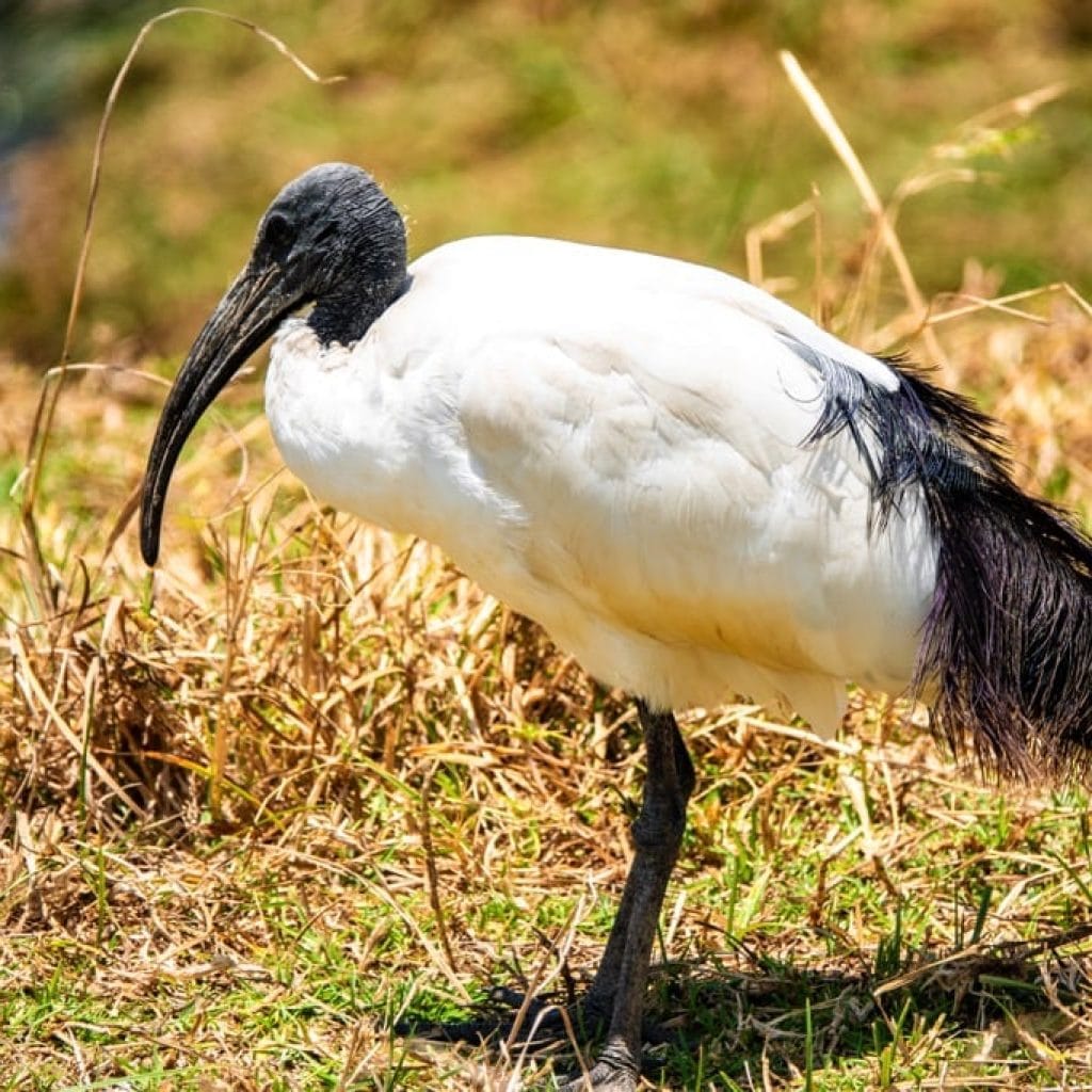 14 Days   Fly in Fly out North Parks Safari + Zanzibar