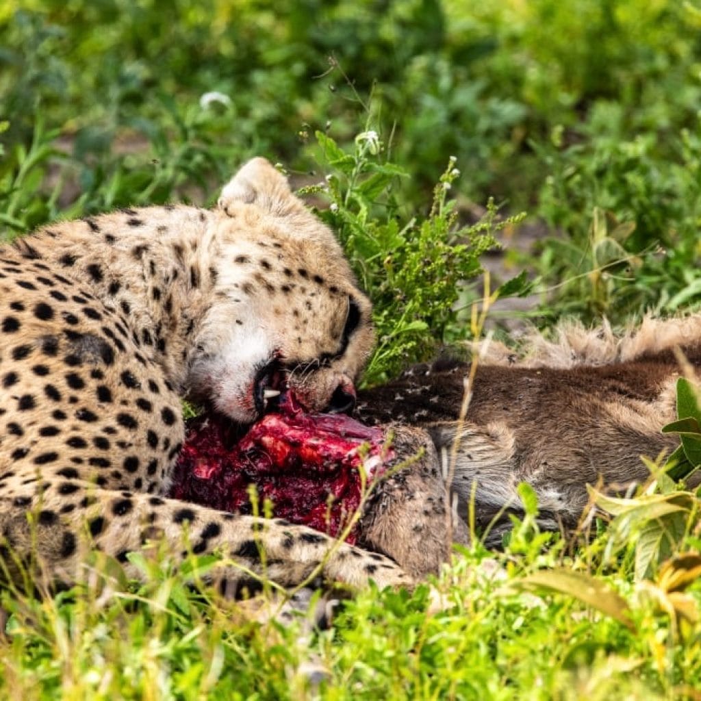 14 Days   Fly in Fly out North Parks Safari + Zanzibar