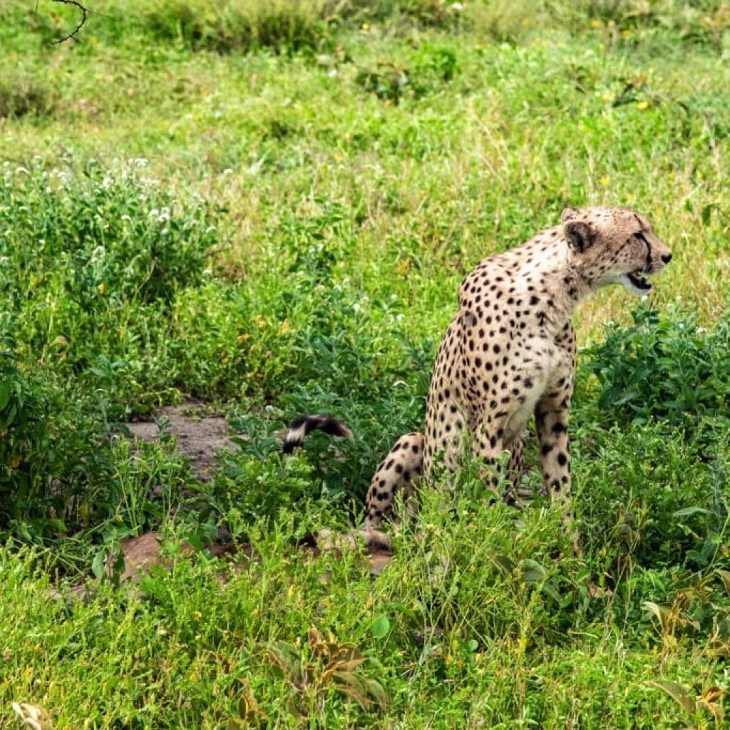 14 Days   Fly in Fly out North Parks Safari + Zanzibar