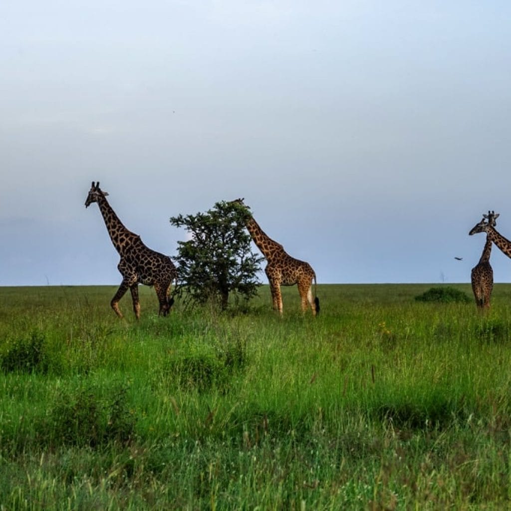 14 Days   Fly in Fly out North Parks Safari + Zanzibar